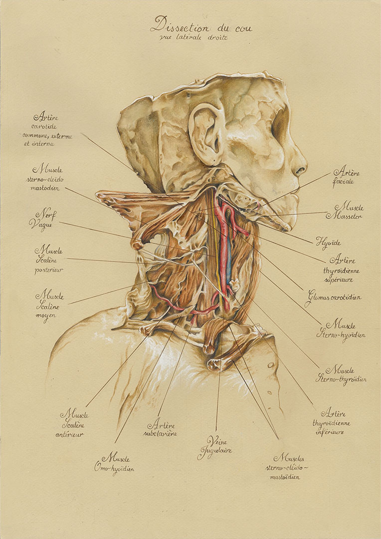 Dissection